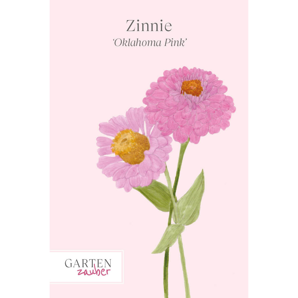 Vorderansicht Saatguttuete Zinnie - Zinnia elegans `Oklahoma Pink‘ aus der Gartenzauber-Saatgutserie 