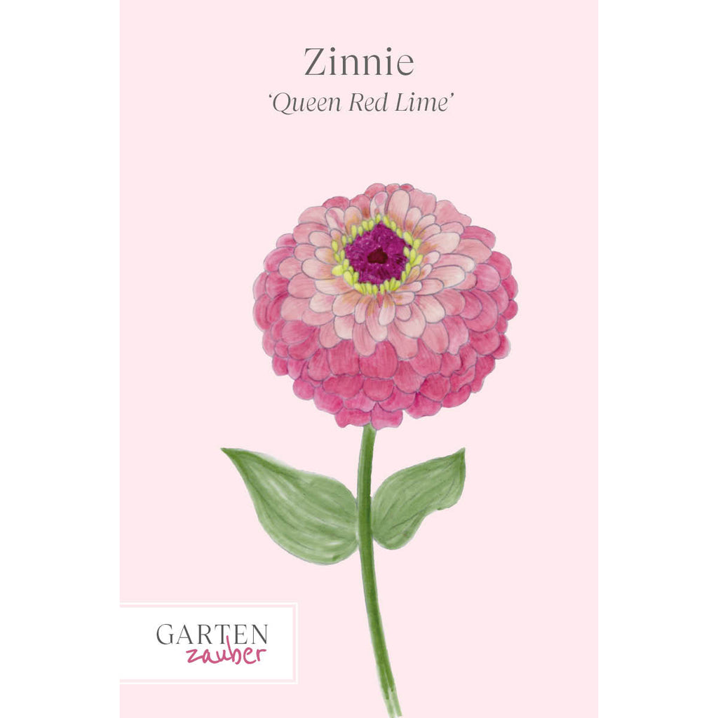 Vorderansicht Saatguttuete Zinnie - Zinnia elegans `Queen Red Lime‘ aus der Gartenzauber-Saatgutserie 