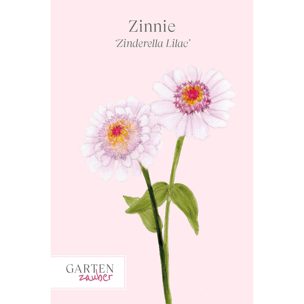  Vorderansicht Saatguttuete  Zinnie - Zinnia elegans 'Zinderella Lilac' aus der Gartenzauber-Saatgutserie