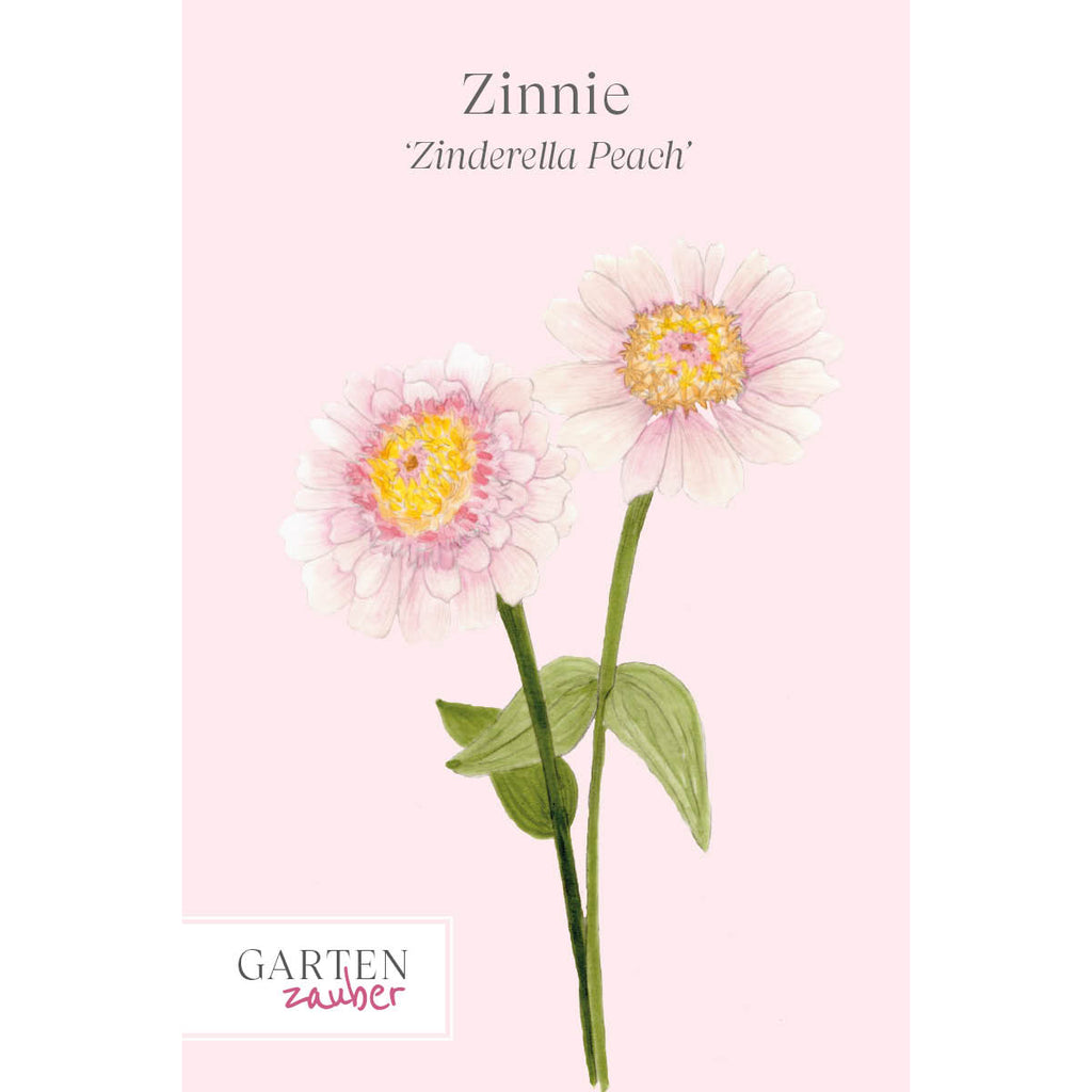 Vorderansicht Saatguttuete  Zinnie - Zinnia elegans 'Zinderella Peach' aus der Gartenzauber-Saatgutserie